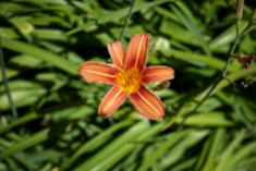 Orange & Yllw Flower j (1 of 1)